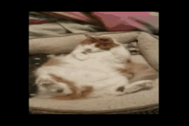 Living The Dream Cat GIF - Living The Dream Cat Kitty GIFs