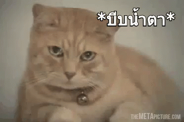 แมว บีบน้ำตา GIF - Cat Sad หงอ GIFs