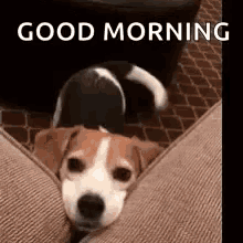 a brown and white dog is laying on a couch with the words `` good morning '' above it .