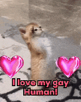 a cat is standing on its hind legs with hearts around it and the words i love my gay human