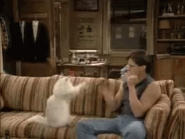 Cat Fight Boxing GIF - Cat Fight Boxing Cats GIFs