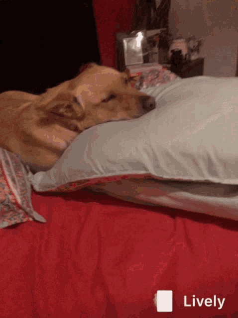 a dog is laying on a pillow on a bed and the word lively is on the bottom