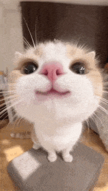a close up of a cat with a pink nose looking up at the camera .