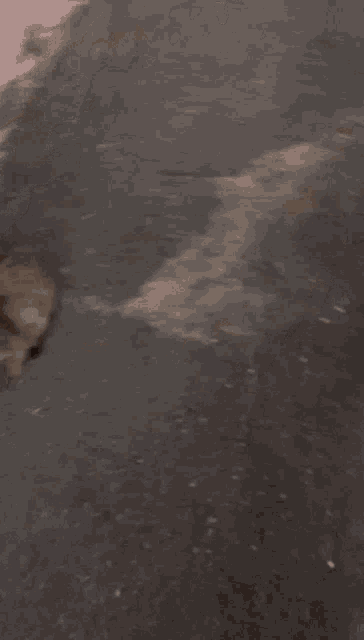 a close up of a spider crawling on the ground .