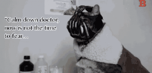 a cat is wearing a mask and a jacket and says calm down doctor now is not the time to fear