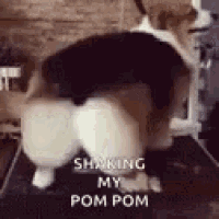 a dog is standing on a treadmill and shaking its pom pom .