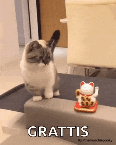 a cat standing next to a lucky cat figurine that says grattis on it