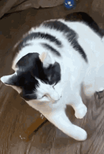 a black and white cat is laying on the floor with its eyes closed