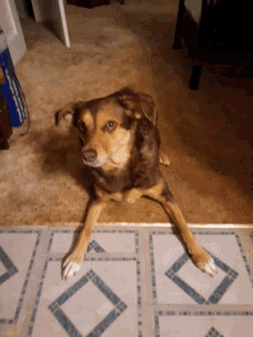 a brown dog laying on a tiled floor next to a box that says ' shaving cream ' on it