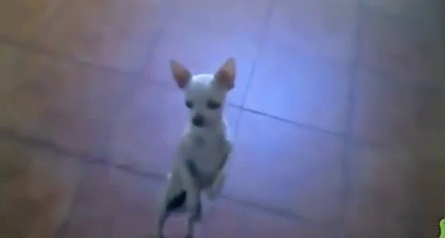 Chihuahua Wof GIF - Chihuahua Wof GIFs