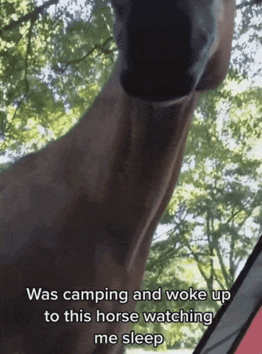 a close up of a horse 's face with the words " was camping and woke up to this horse watching me sleep "