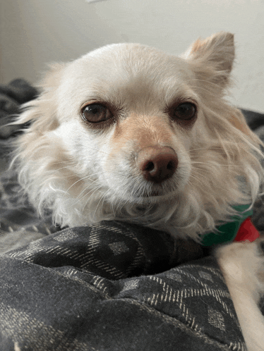 a small white dog with brown eyes is laying on a bed