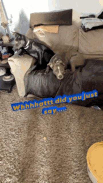 two dogs are laying on a couch with a sign that says " whhhhottt did you just say "