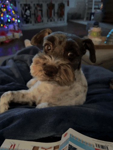 a small brown and white dog is laying on a blanket