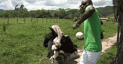 Going Up In The Farm, On A Tuesday GIF - Farm Ostrich Matingdance GIFs