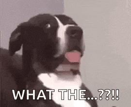 a black and white dog is sitting on a couch with its tongue out and says `` what the ...? '' .