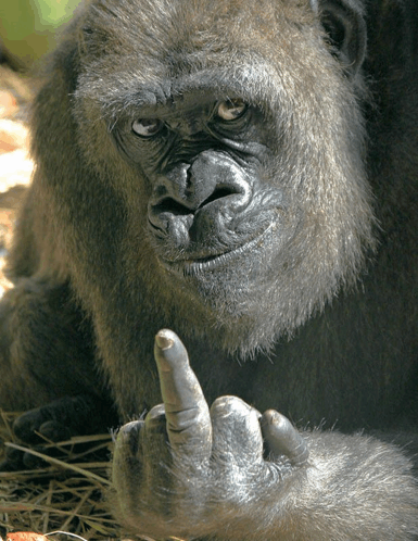 a gorilla giving the middle finger while laying on the ground