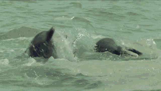 a close up of a dolphin 's tail splashing in the water