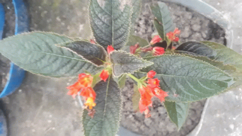 Lantana GIF - Lantana GIFs