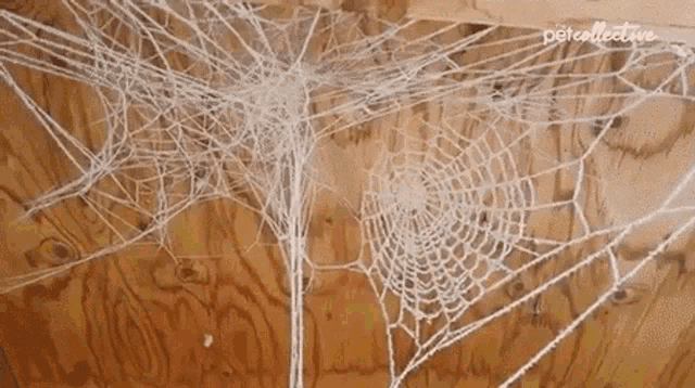 Web Side Story Spider Webs GIF - Web Side Story Spider Webs Spiders GIFs