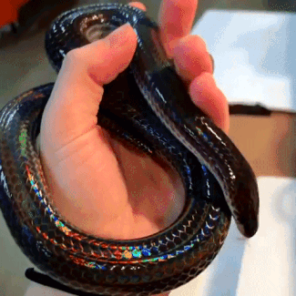 Rainbow Snake GIF - Rainbow Snake Slimy GIFs