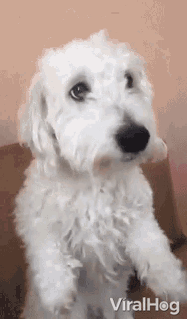 a small white dog is standing on its hind legs and looking up at the camera .