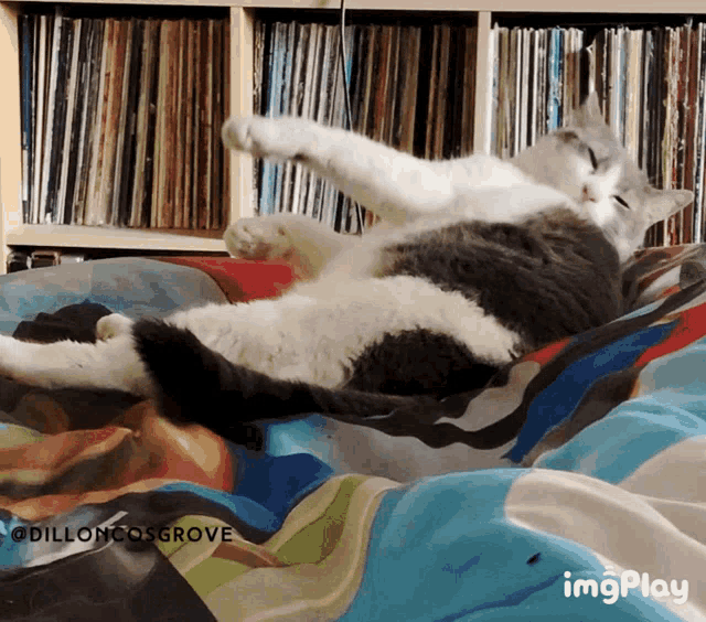 a cat is laying on its back on a bed with a bookshelf in the background and the words imgplay at the bottom