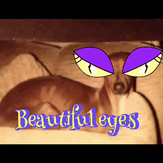 a dog with purple eyes and the words beautiful eyes below it
