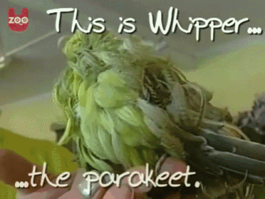 Really Weird-looking Bird GIF - Whipper Parakeet Feather GIFs