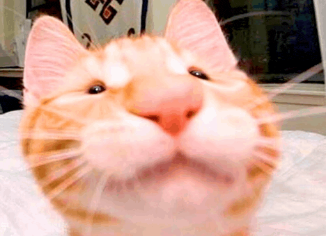 a close up of a cat 's face with a big pink nose .