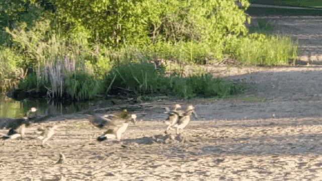 Geese Flying Away GIF - Geese Flying Away Runaway GIFs