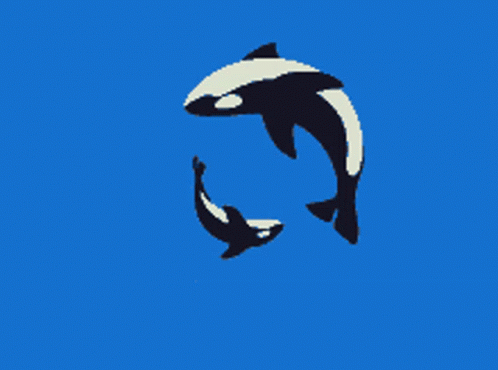 Orca Killer Whale GIF - Orca Killer Whale Mom And Baby GIFs