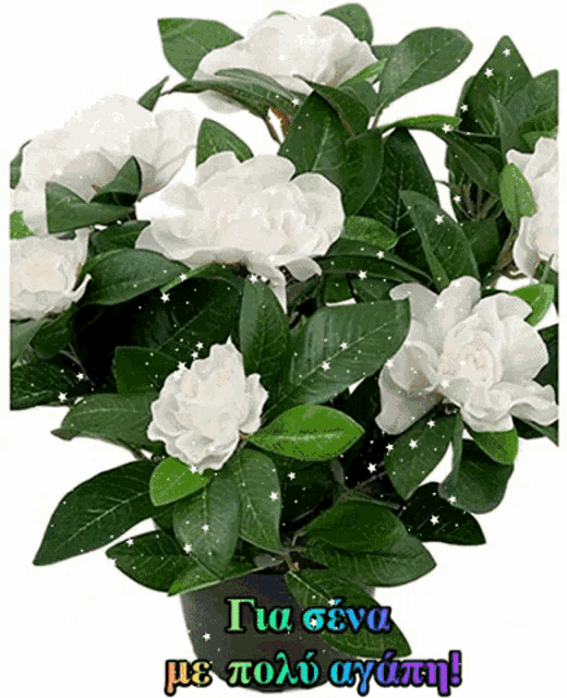 a potted plant with white flowers and green leaves has a greeting in greek