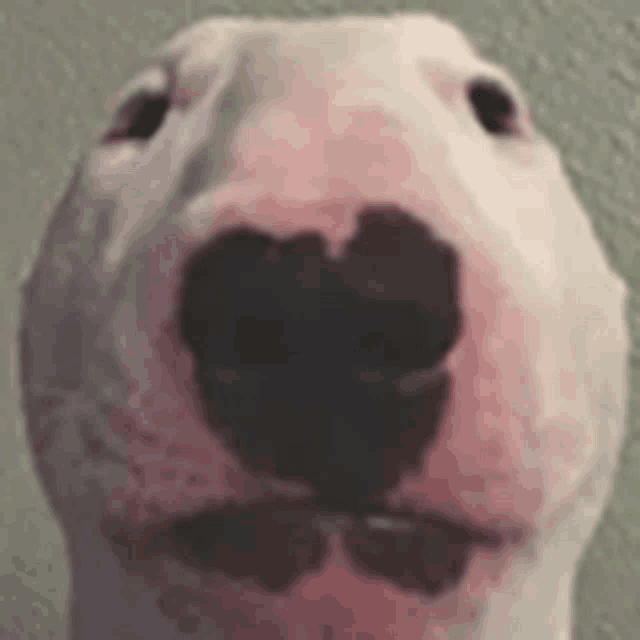 a close up of a bull terrier 's face with a black nose .