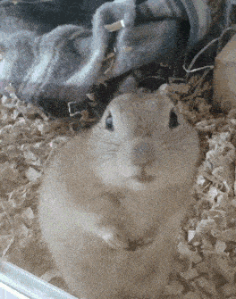 a small squirrel sitting in a pile of wood shavings looking at the camera