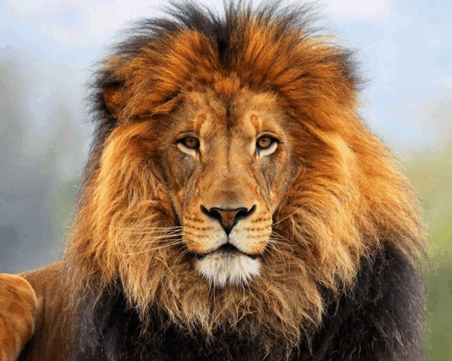 a close up of a lion 's face with a very long mane