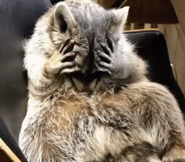 a raccoon is covering its eyes with its paws while sitting on a chair .