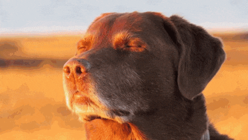 a close up of a dog 's nose with its eyes closed