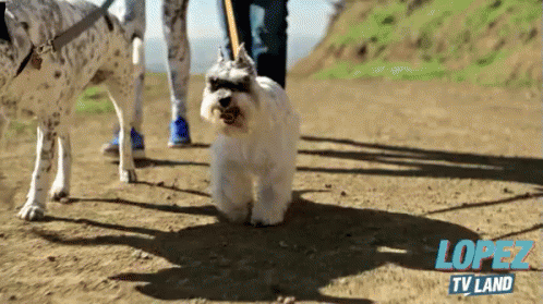 Benny Walking GIF - George Lopez Dog Pet GIFs