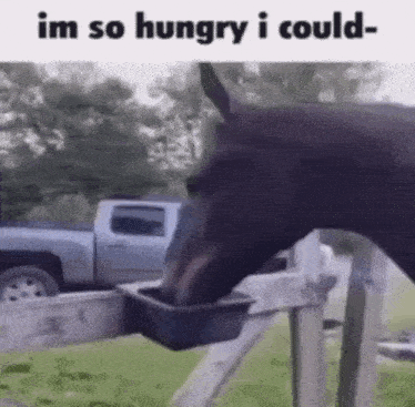 a horse is drinking water from a bucket while standing next to a fence .