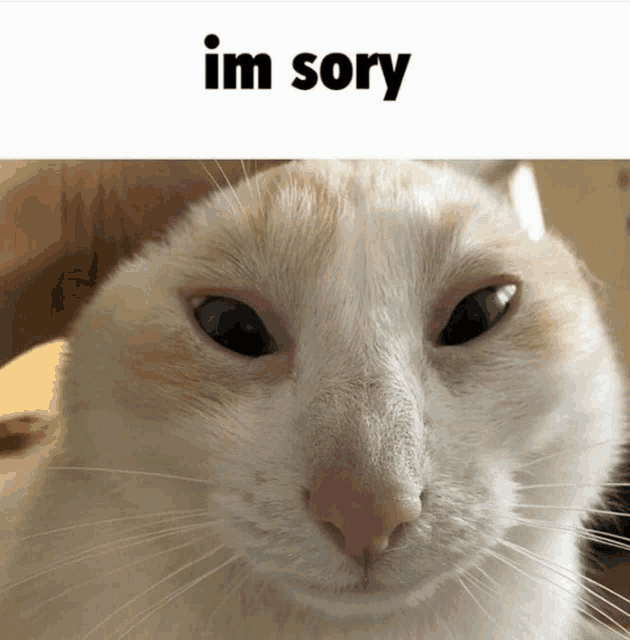 a close up of a white cat with a caption that says i 'm sory