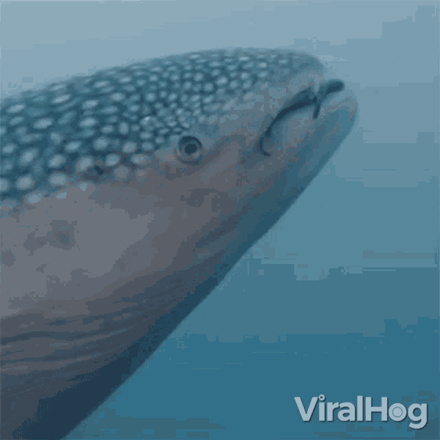 Staring Viralhog GIF - Staring Viralhog Whale Shark GIFs