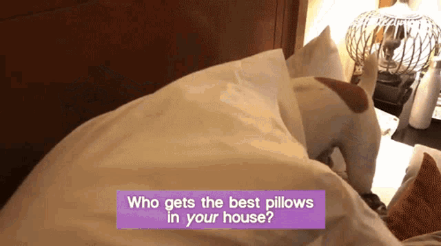 Who Gets The Best Pillows In Your House Playing GIF - Who Gets The Best Pillows In Your House Playing Tripping GIFs