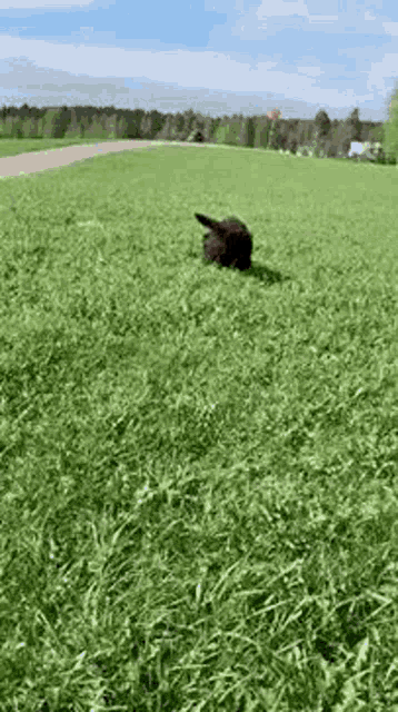 a black dog is laying in the grass on a lush green field .