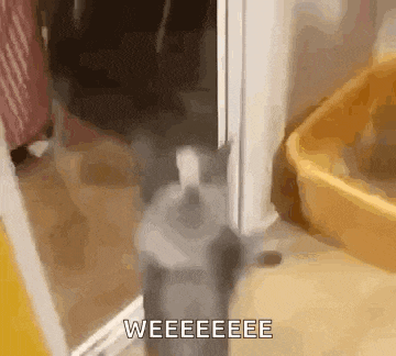 a cat is standing in a doorway next to a litter box and a mirror .