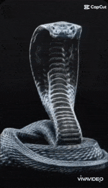 a black and white image of a snake with the caption capcut and vivavideo