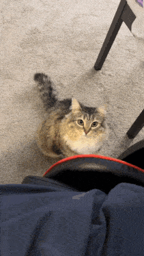 a cat is sitting on a person 's lap and looking up at the camera
