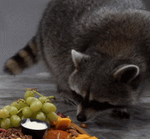 a raccoon looking at a bowl of yogurt and grapes on a table