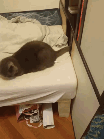 a cat is laying on a bed next to a binder that says elvis presley