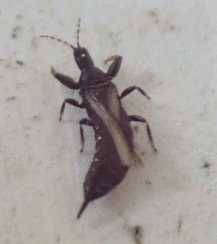 Thrips Thysanoptera GIF - Thrips Thysanoptera Insects GIFs